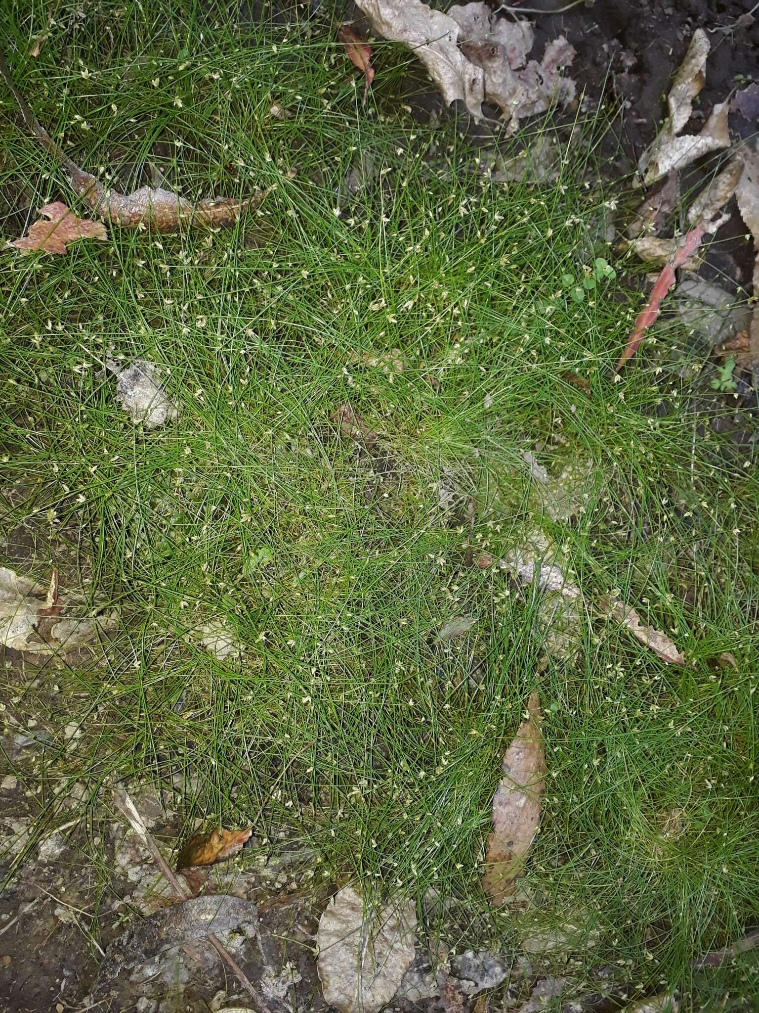 Image of Isolepis reticularis Colenso