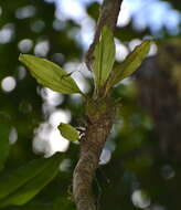 Image of Common rattlesnake orchid