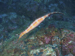 Image of Duncker&#39;s pipefish