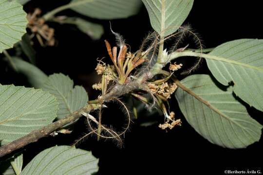 Cercocarpus macrophyllus C. Schneid.的圖片