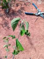 Image of Acalypha boinensis Leandri