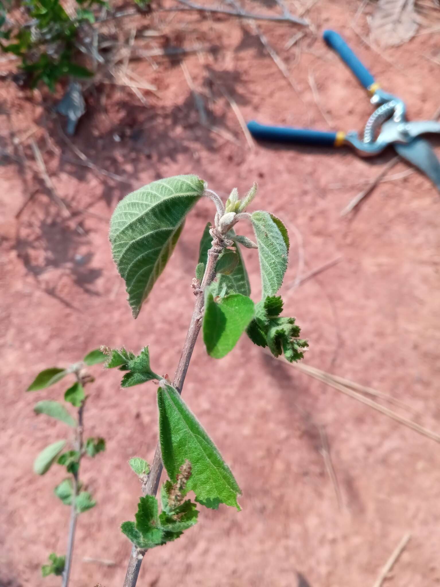 Image of Acalypha boinensis Leandri