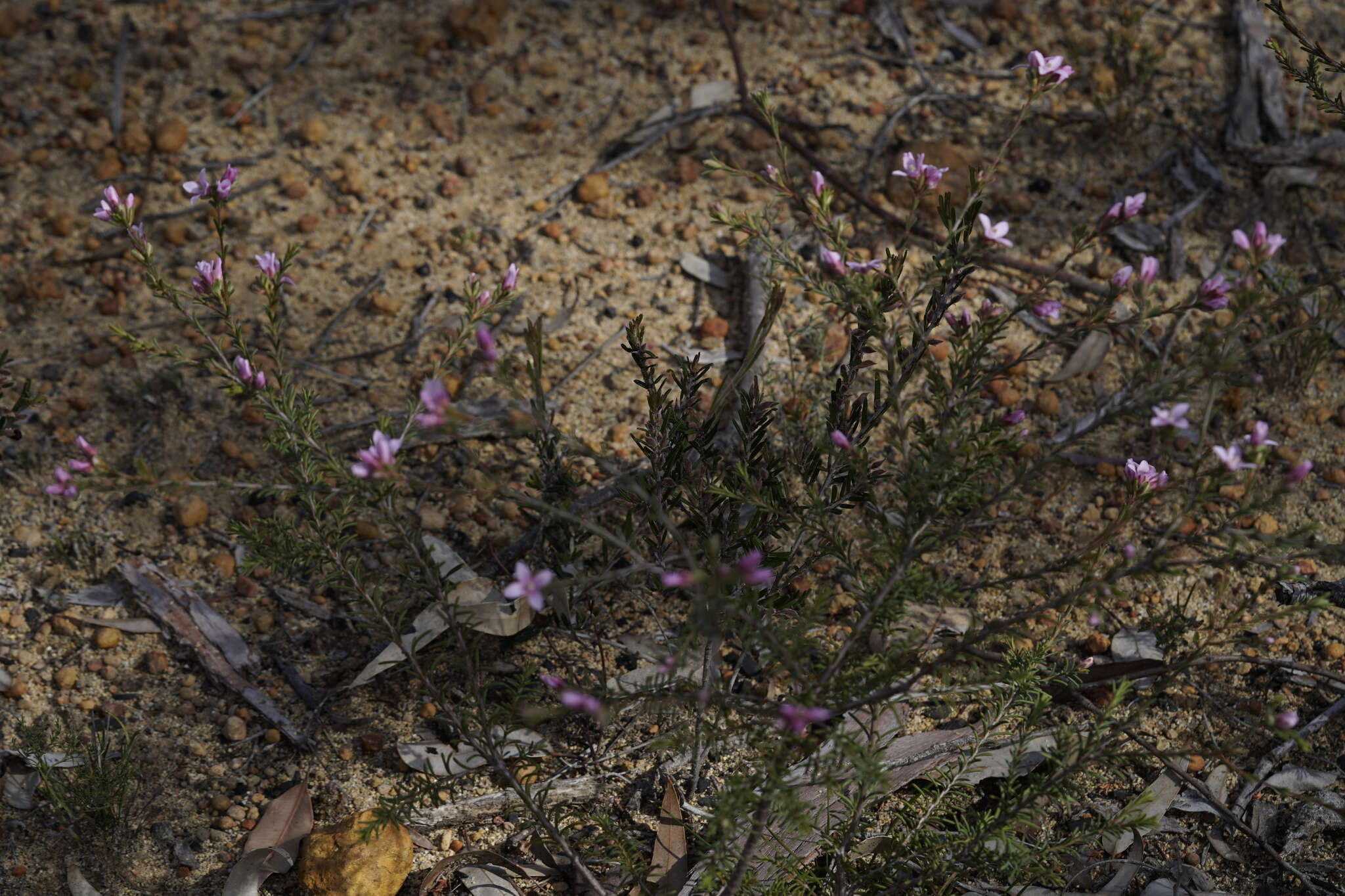 Image of Boronia capitata Benth.