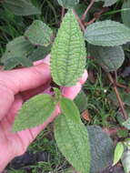 Image of ghostweed