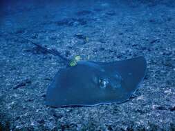 Image of Longtail Stingray