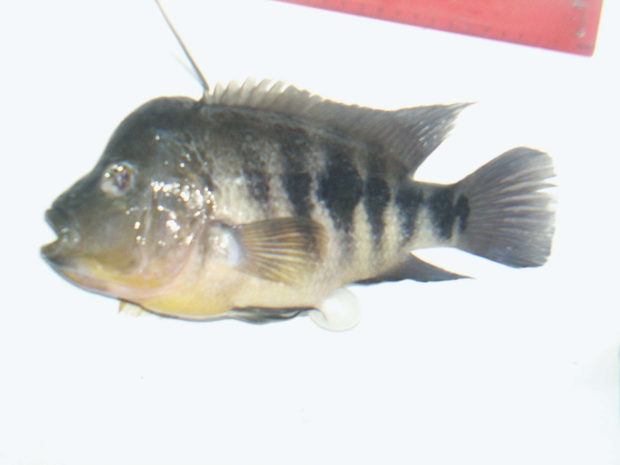 Image of Amphilophus chancho Stauffer, McCrary & Black 2008