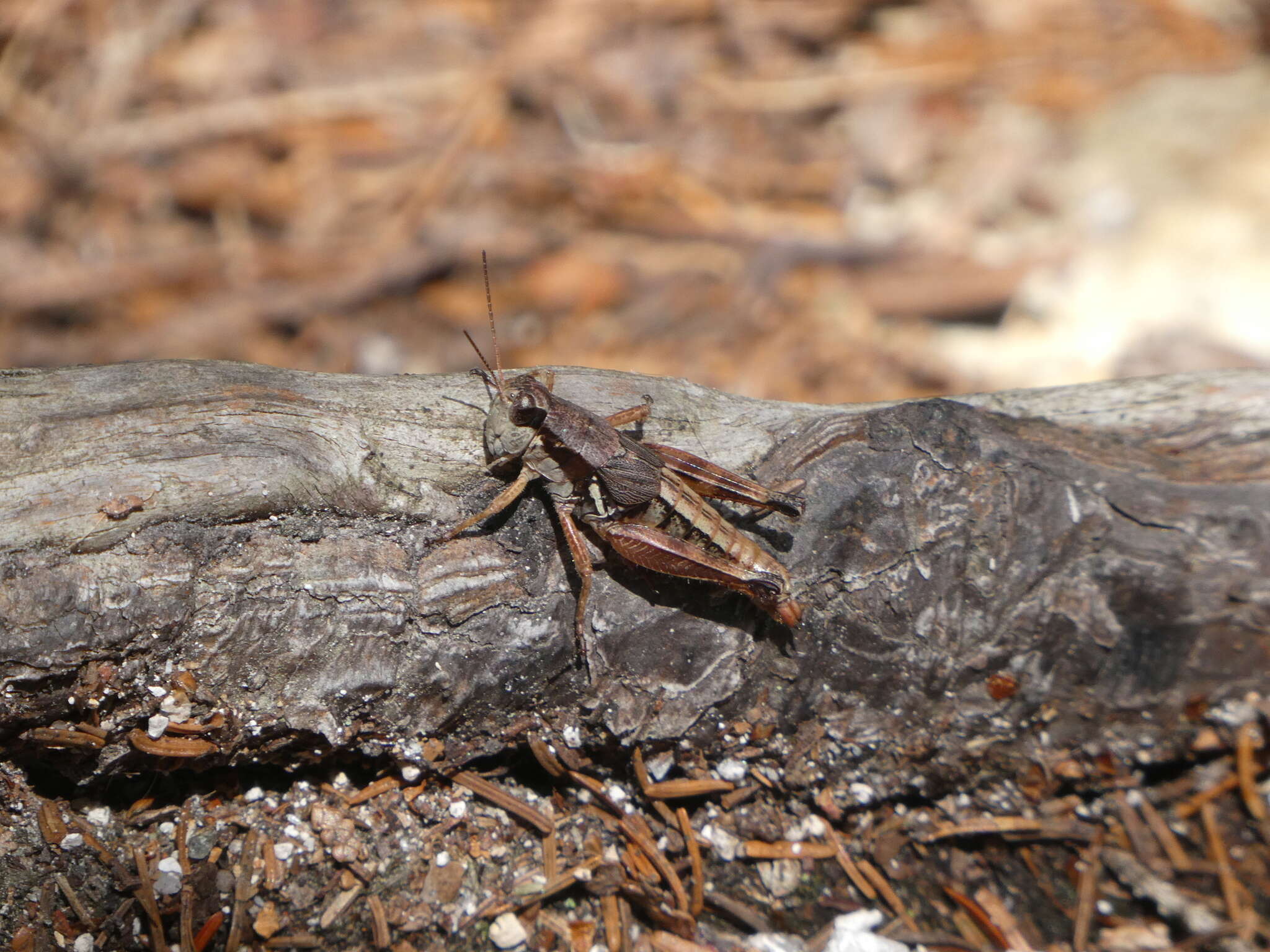 Image of Melanoplus mancus (Smith & L. M. 1868)