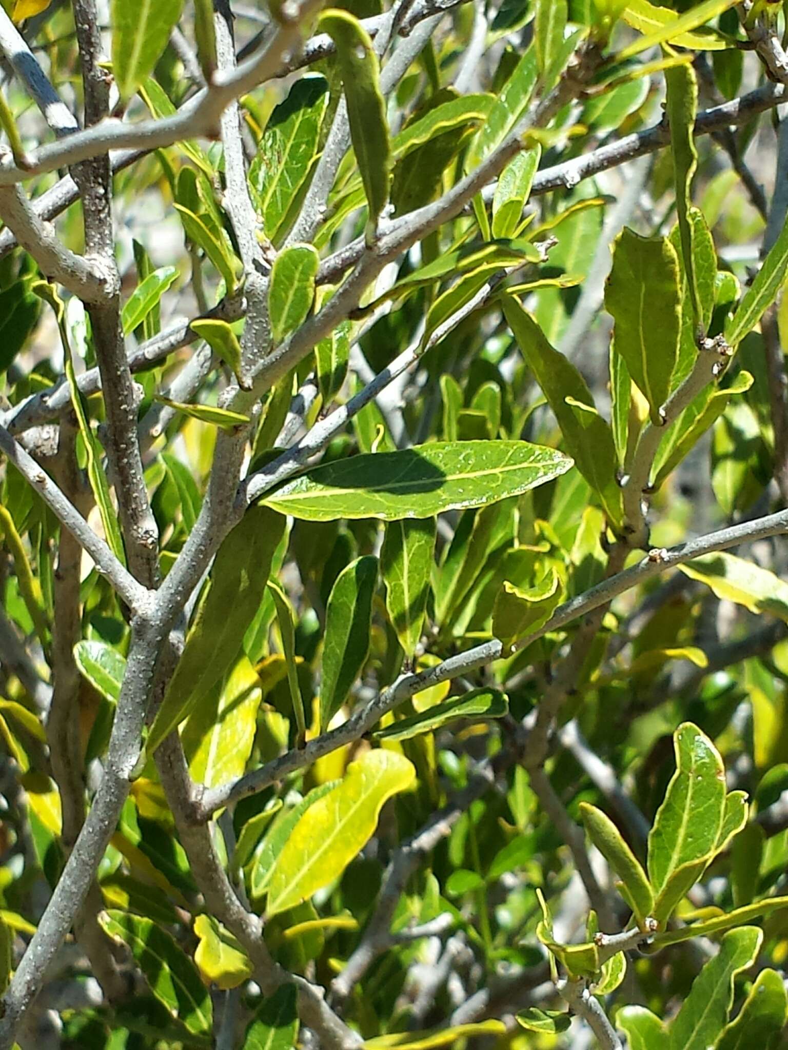 Image of Physena sessiliflora Tul.