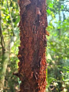 Image of Xylopia brasiliensis Spreng.