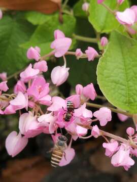 Image of black dwarf honey bee