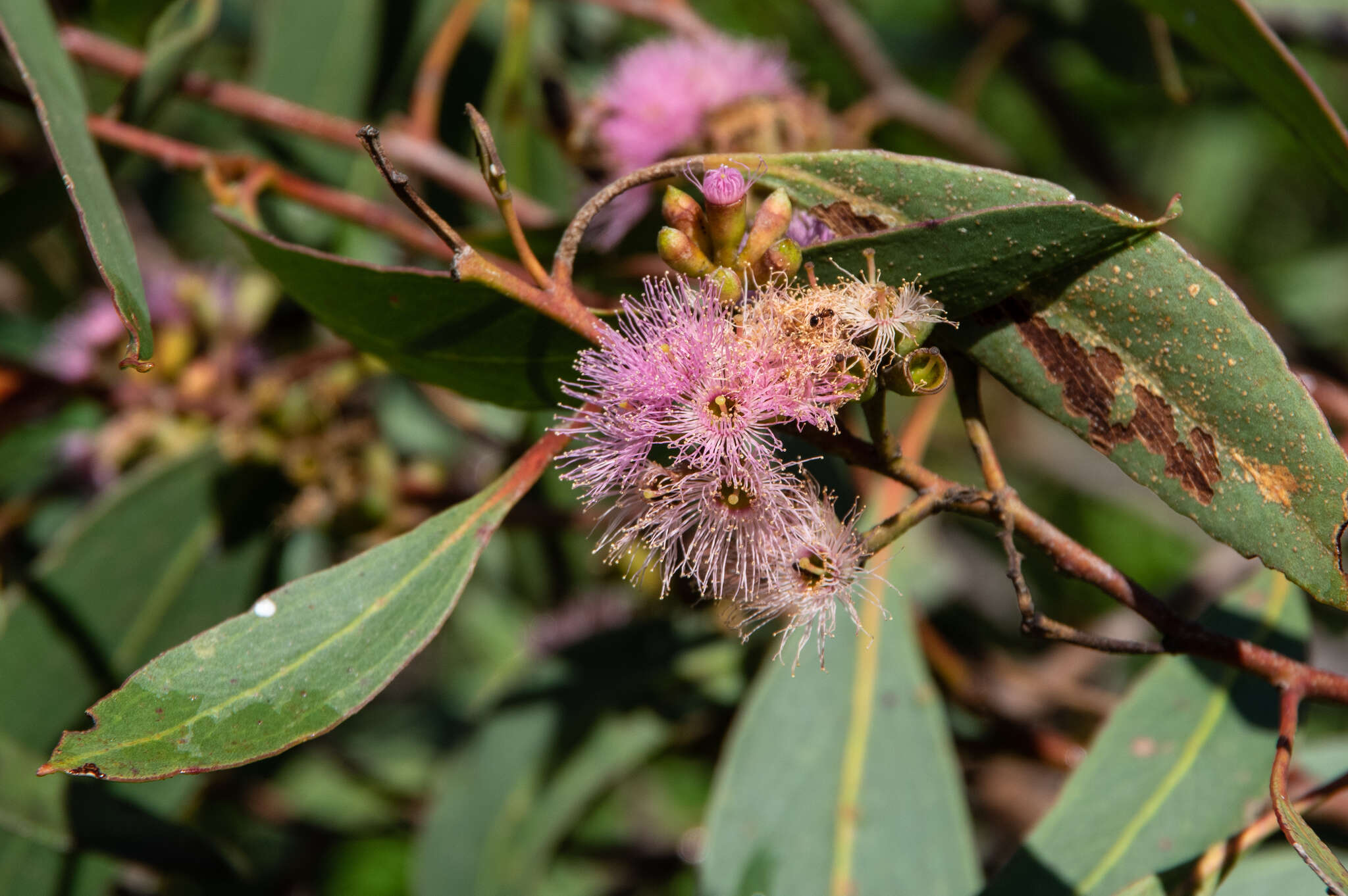 Слика од Eucalyptus albopurpurea (Boomsma) D. Nicolle