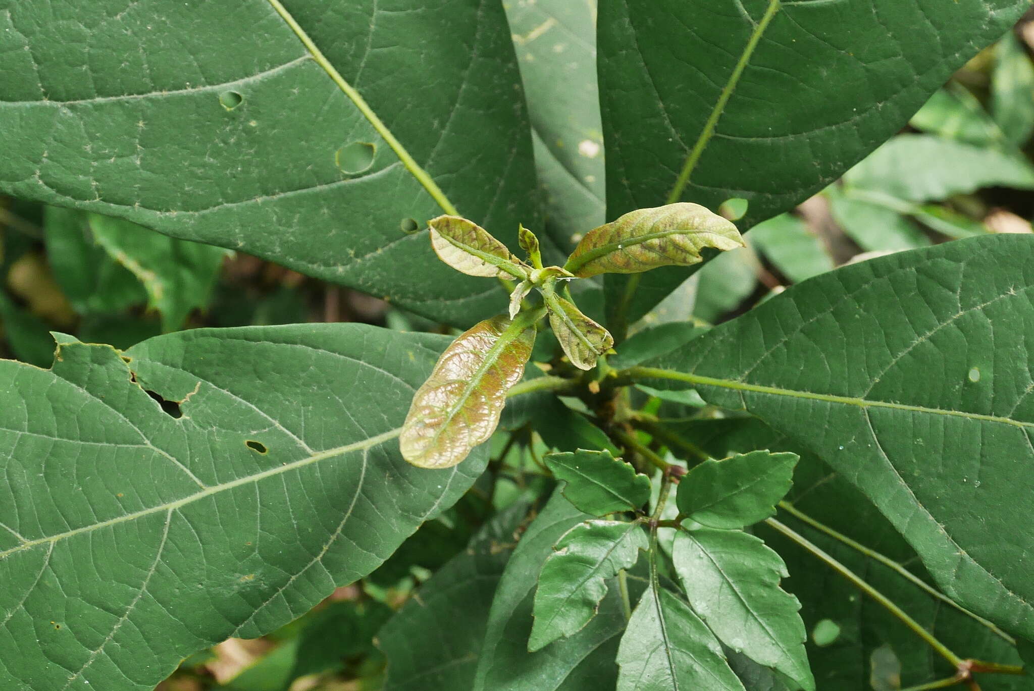 Image of Phoebe formosana (Hayata) Hayata