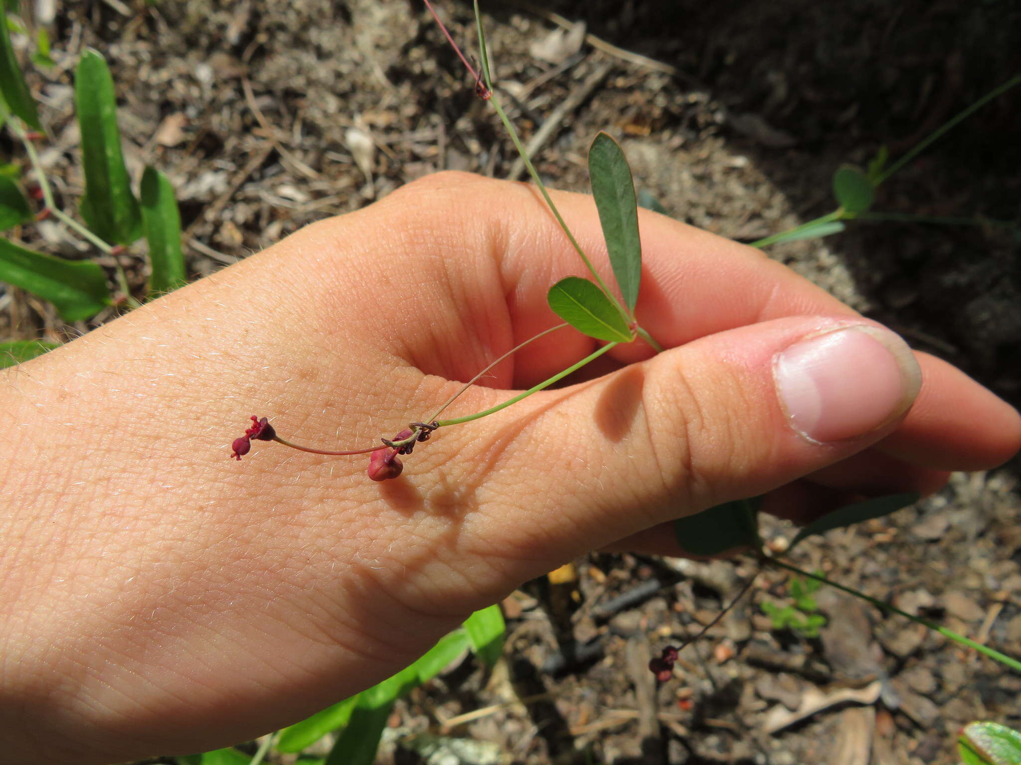 Image of coastal sand spurge