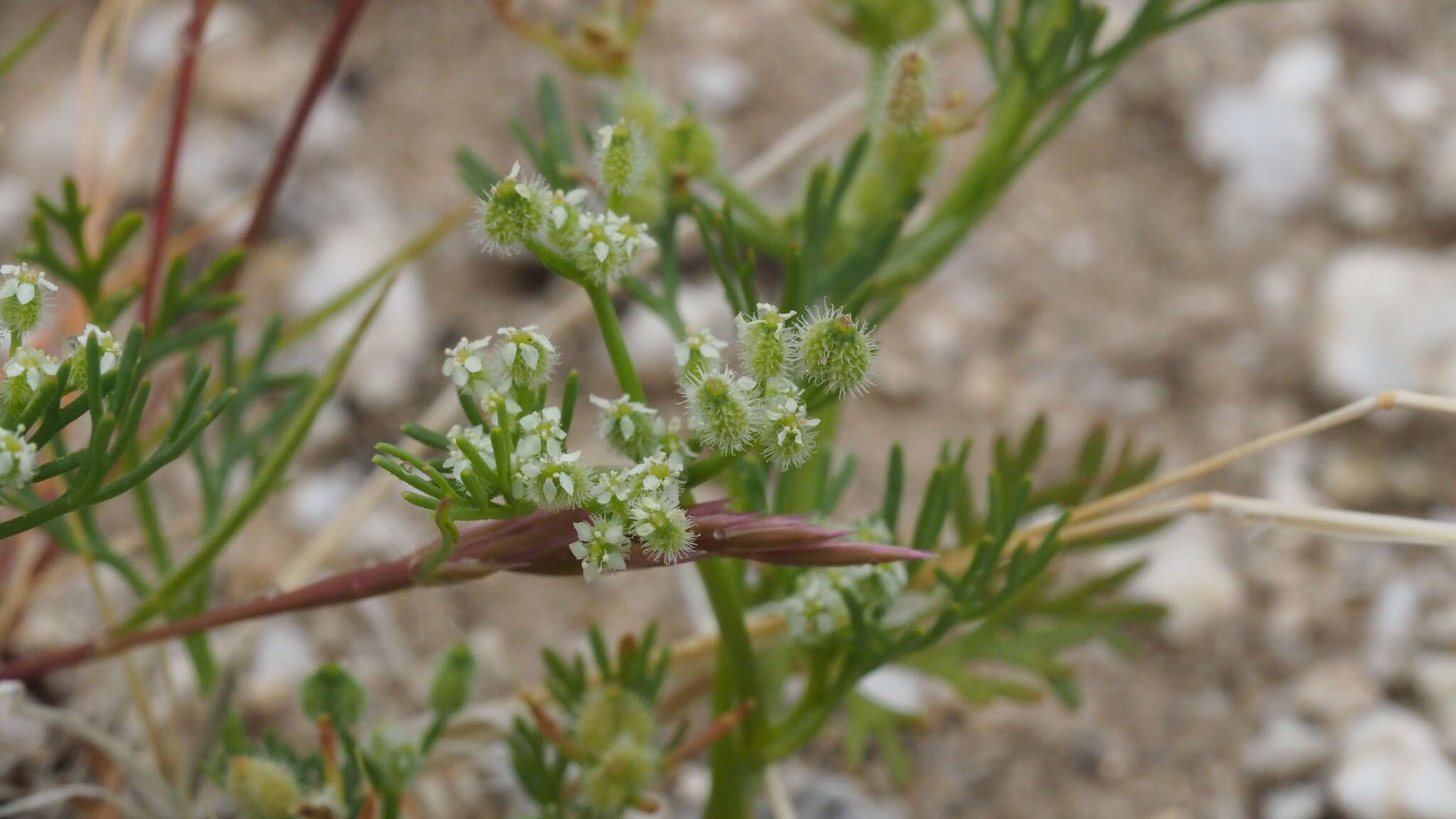 Imagem de Spermolepis lateriflora G. L. Nesom