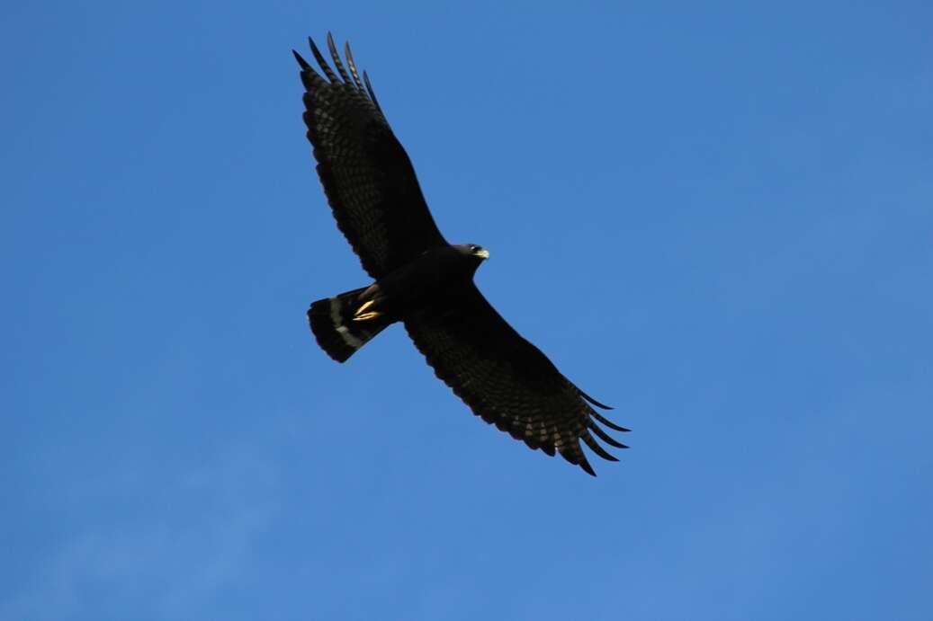 Image of Zone-tailed Hawk