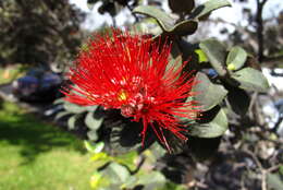 Image of 'ohi'a lehua