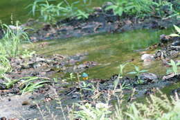 Image of Orange-breasted Bunting