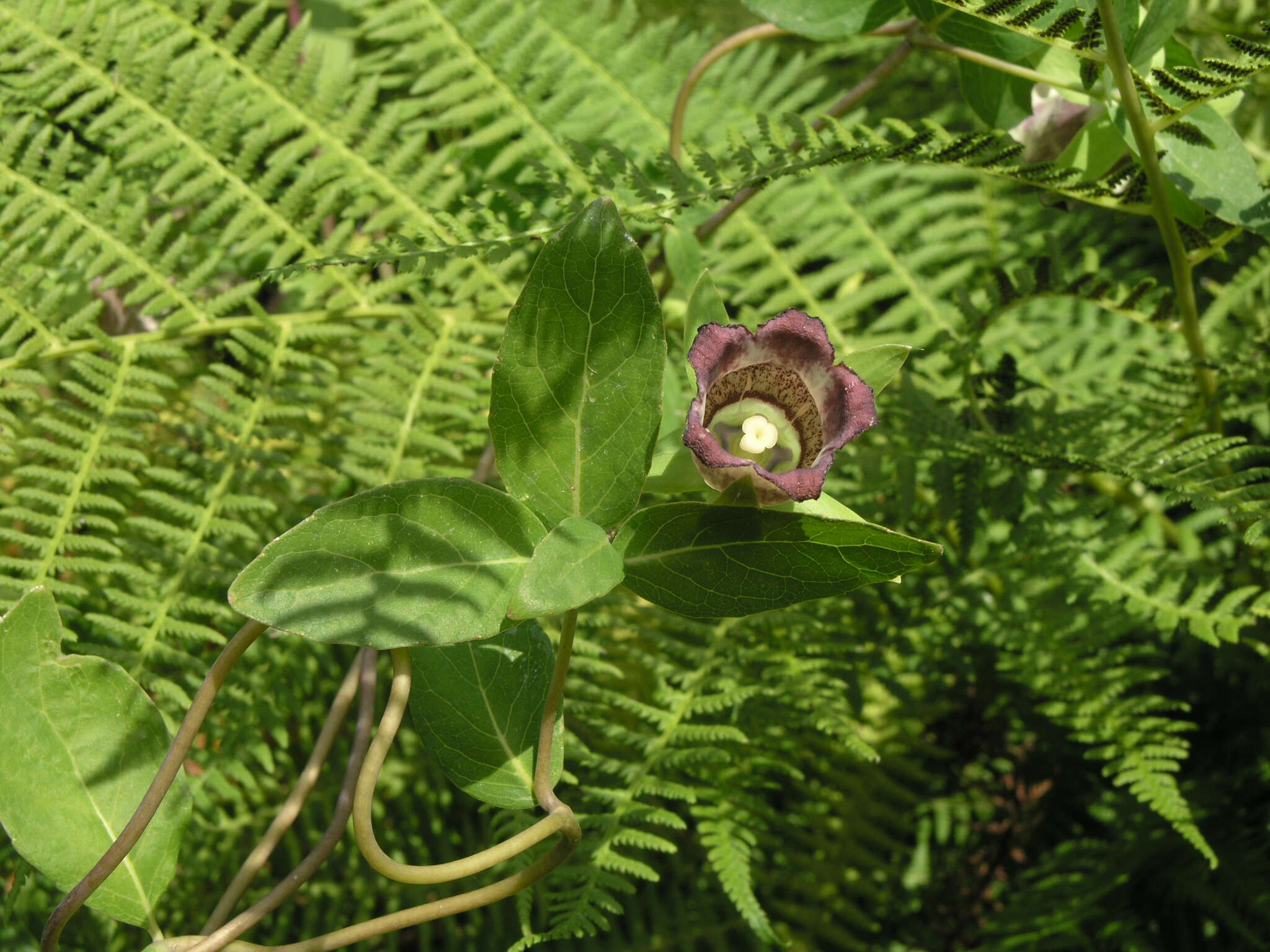 Image of Codonopsis ussuriensis (Rupr. & Maxim.) Hemsl.