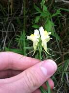 Image of Common Toadflax