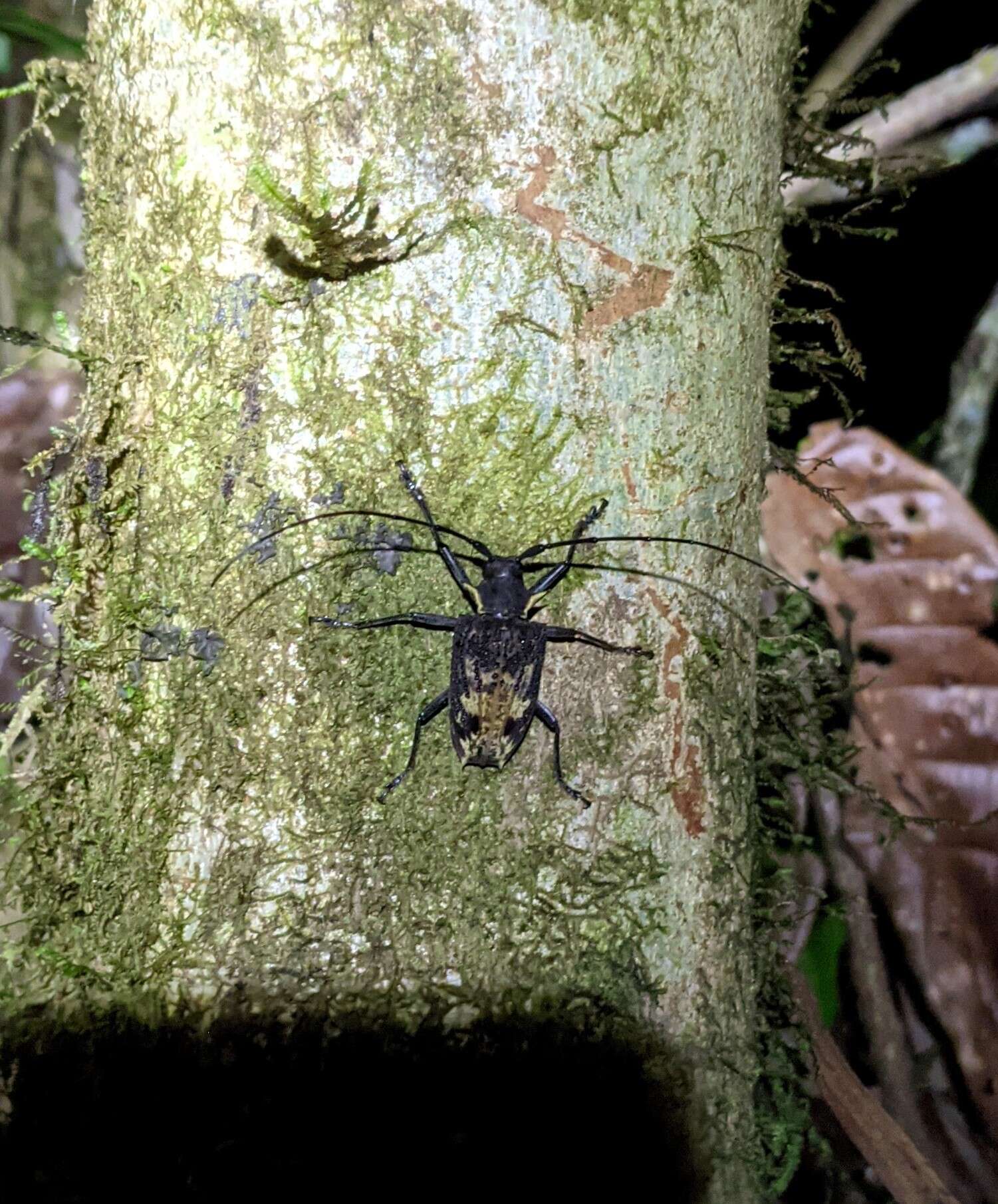 Слика од Polyrhaphis pilosa Lane 1965