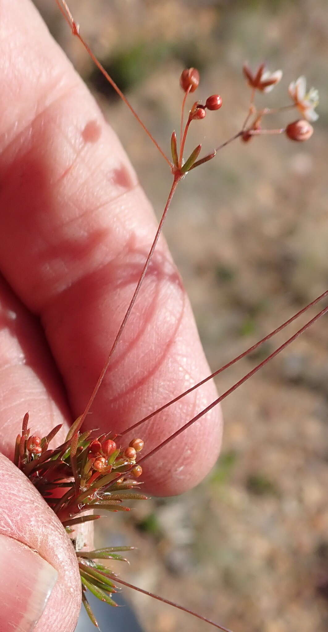 Image of Pharnaceum ciliare Adamson