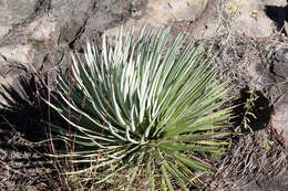 Image of Agave rzedowskiana P. Carrillo, Vega & R. Delgad.