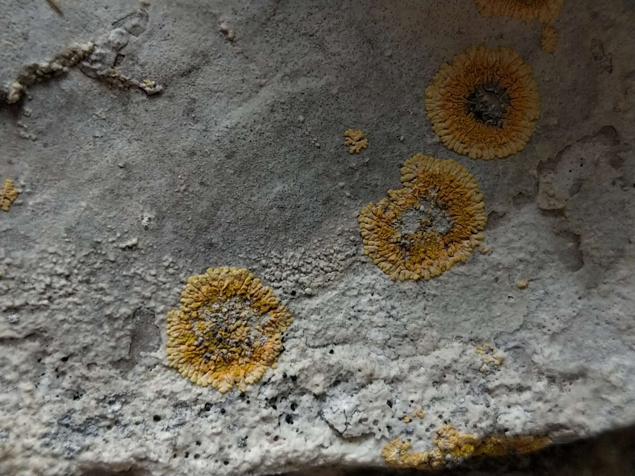 Image of orange lichen