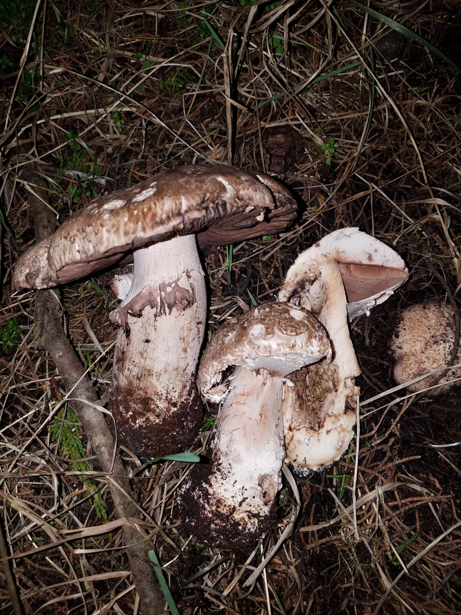 Image of Agaricus pattersoniae Peck 1907