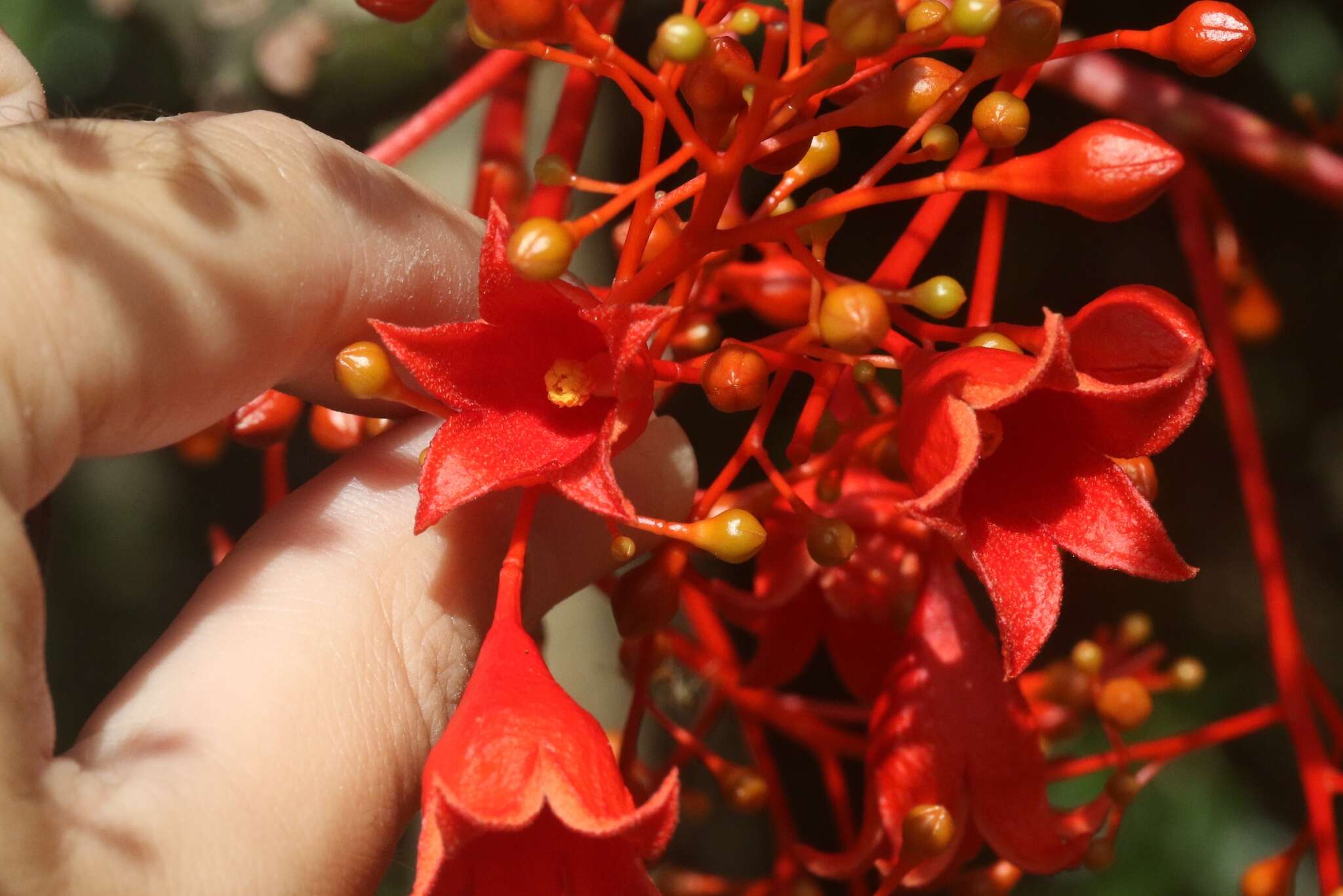 Image of flame bottletree