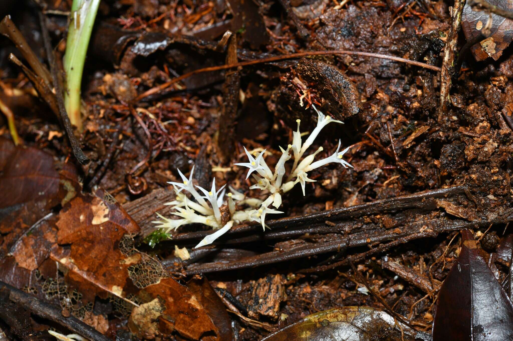 Image of Voyria corymbosa Splitg.