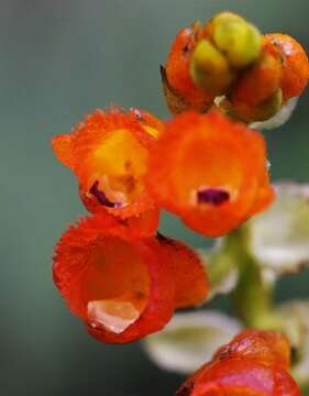 Image of Elleanthus aurantiacus (Lindl.) Rchb. fil.