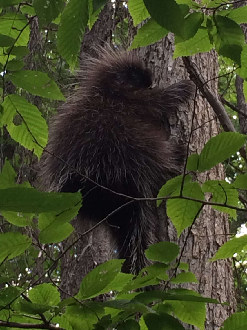 Image of North American porcupine