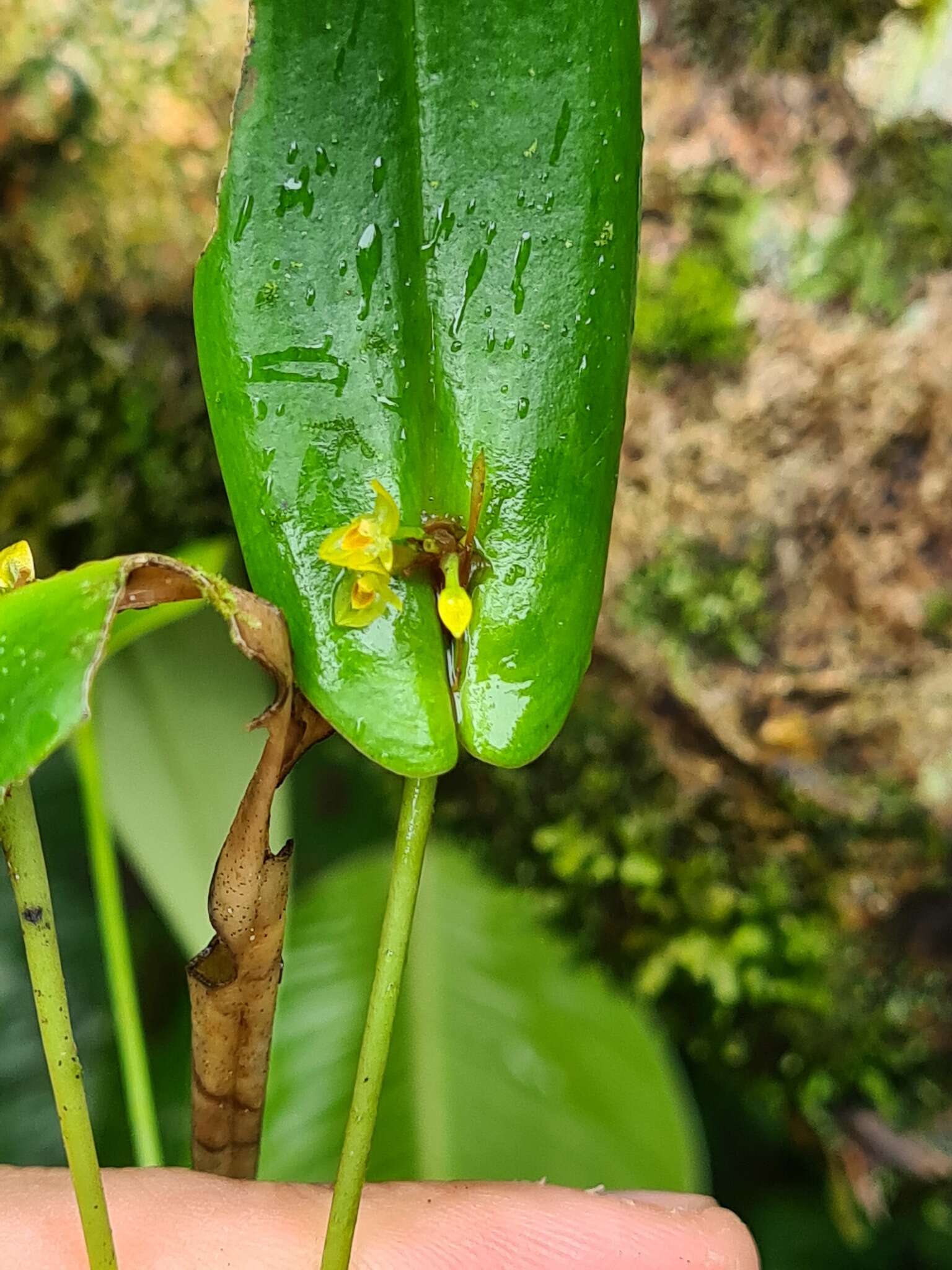 Image of Pleurothallis dibolia Luer