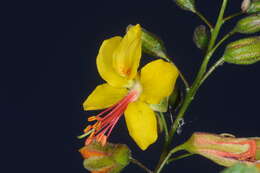 Image of <i>Arquita mimosifolia</i>