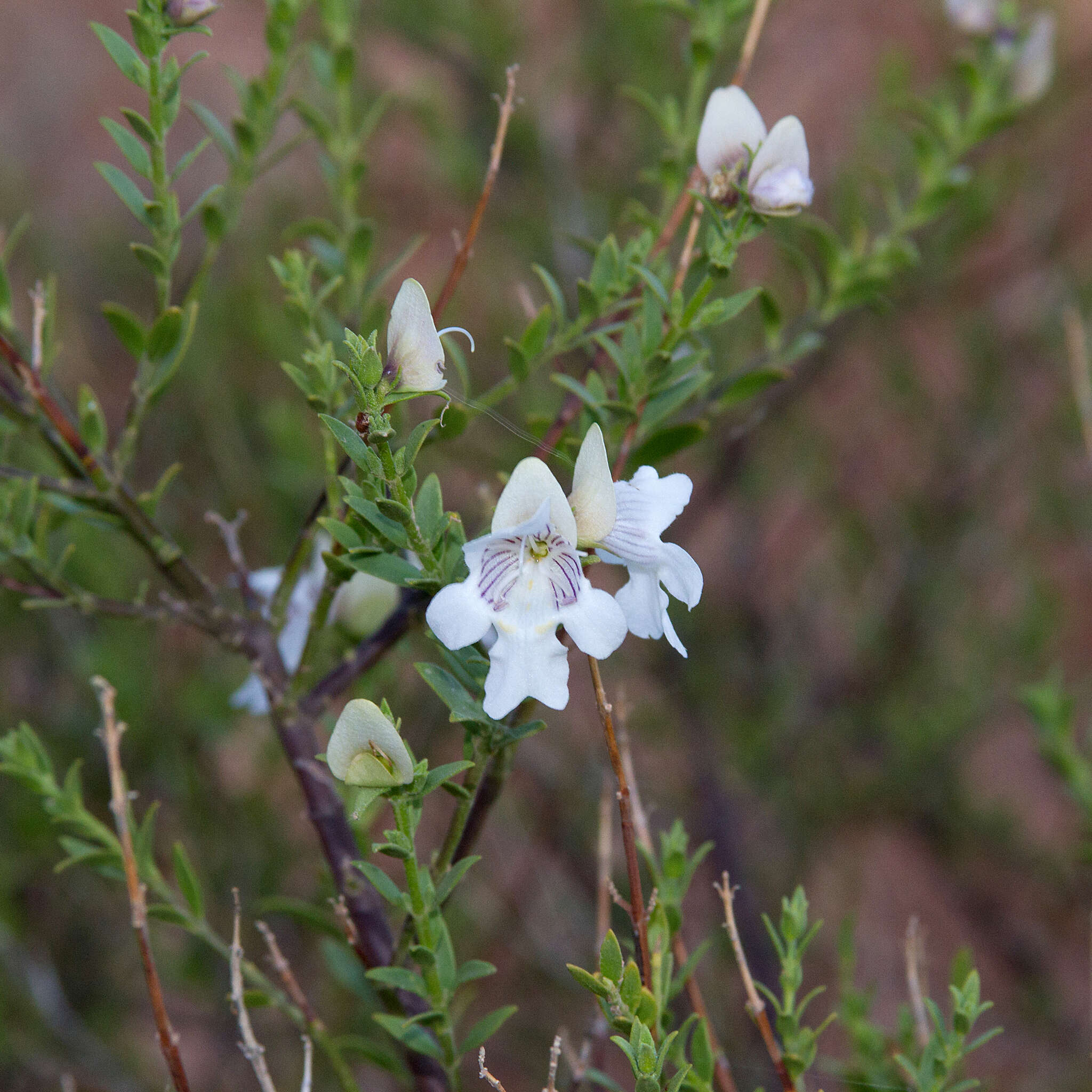 Imagem de Prostanthera striatiflora F. Muell.