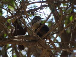 Image of Happy Wren