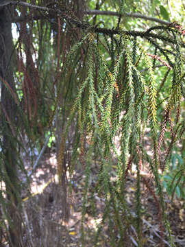 Image of Dacrydium