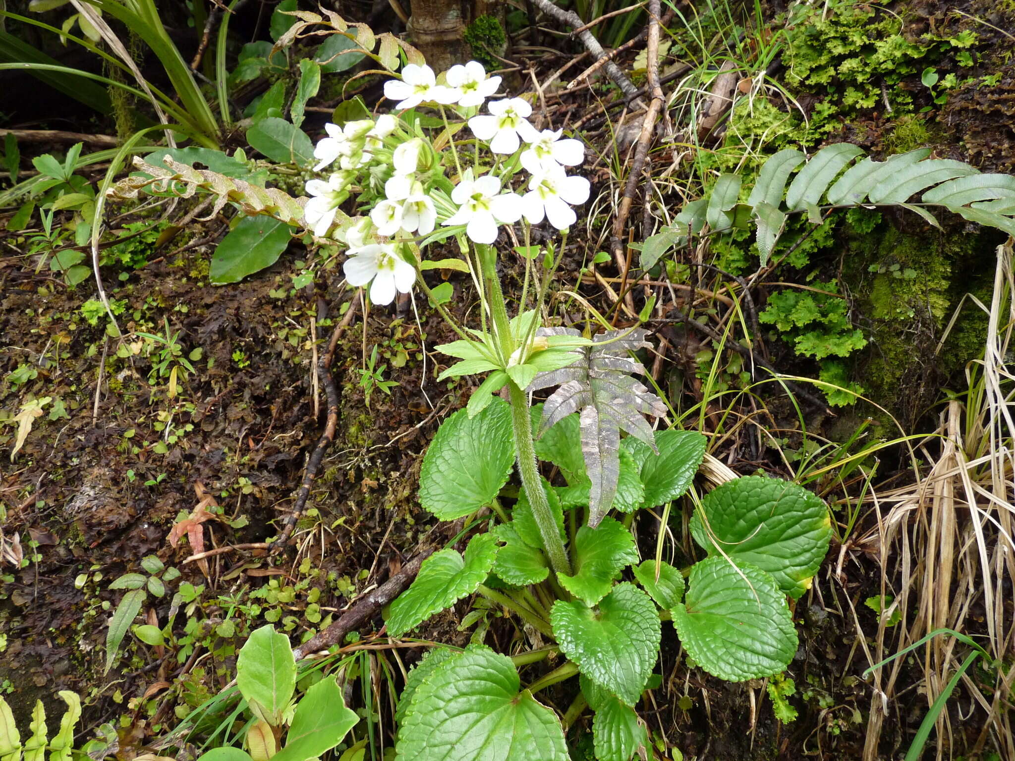 Imagem de Ourisia macrophylla subsp. macrophylla