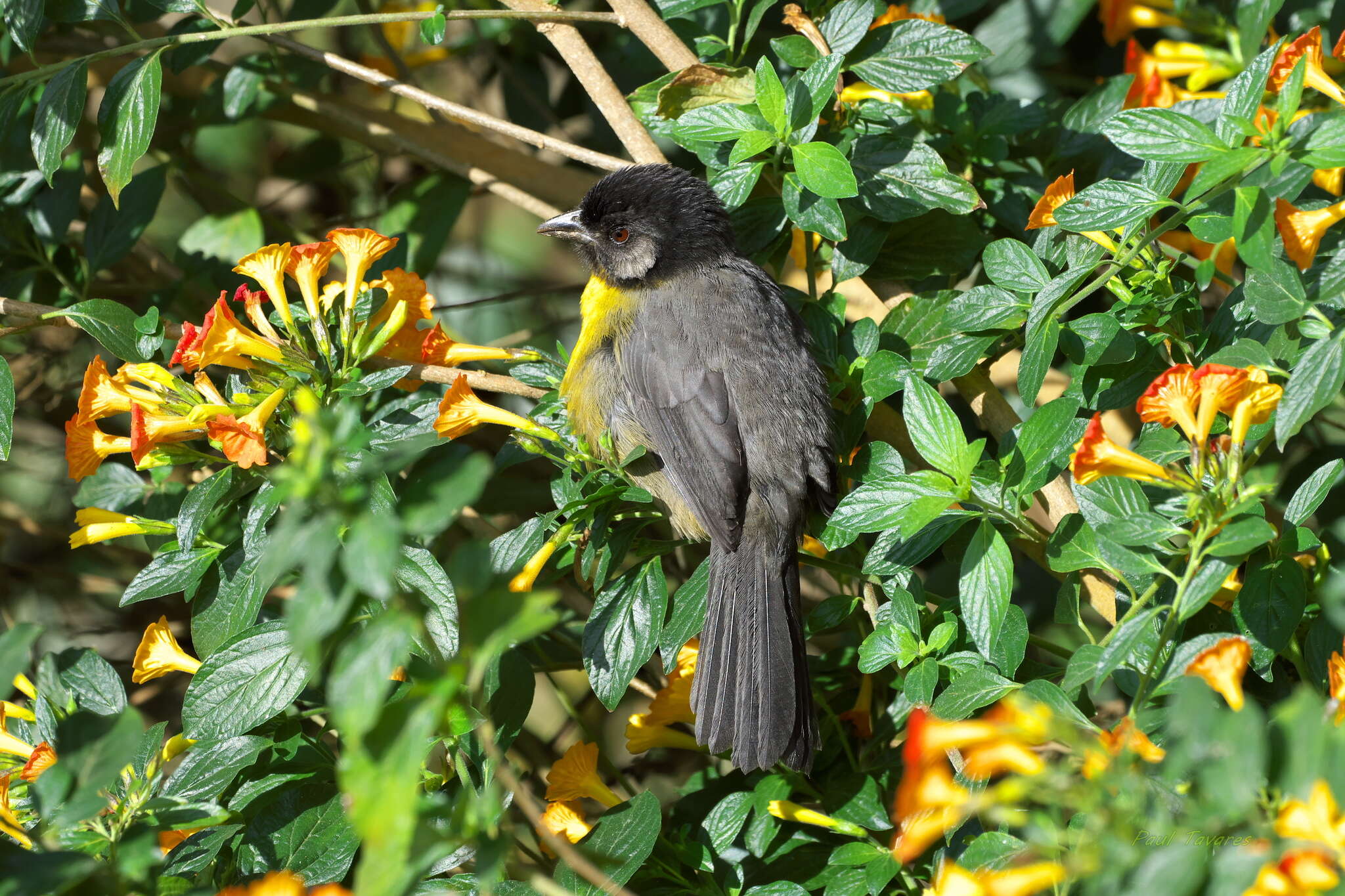 Image of Santa Marta Brush Finch