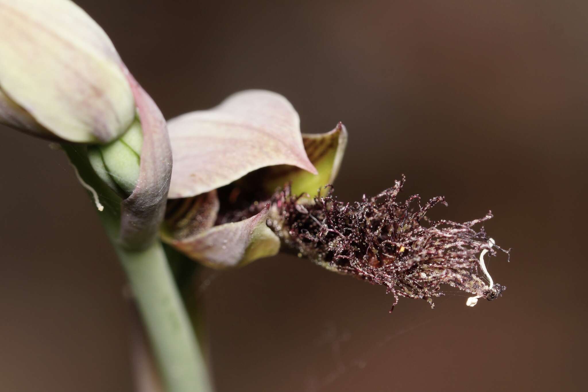 Image of Calochilus uliginosus D. L. Jones