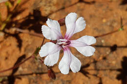 Image of Goodenia rosea