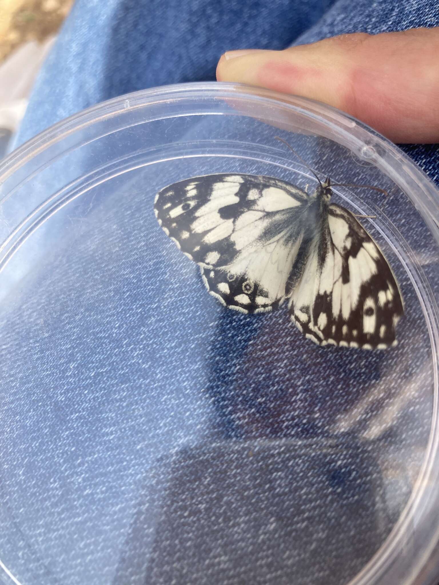 Image of Levantine Marbled White