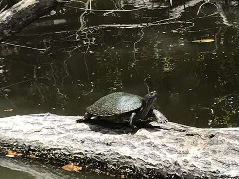 Image of Hispaniolan Slider Turtle