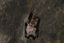 Image of Mediterranean Horseshoe Bat