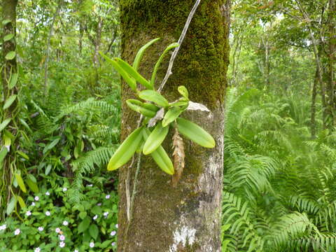 Image of Bulbophyllum occultum Thouars