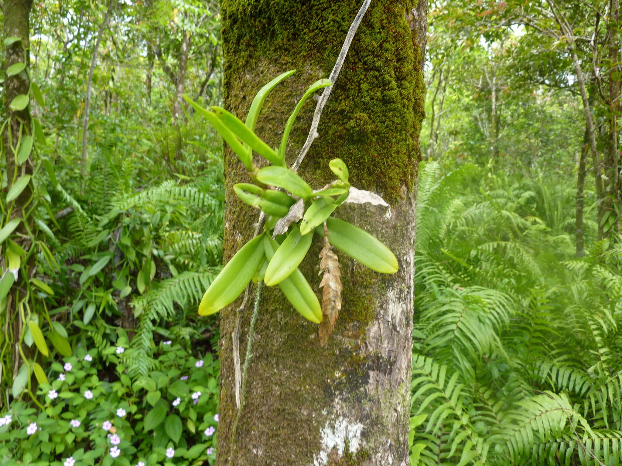 Image of Bulbophyllum occultum Thouars