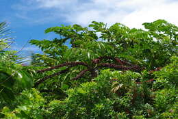 Image of Heptapleurum actinophyllum (Endl.) Lowry & G. M. Plunkett