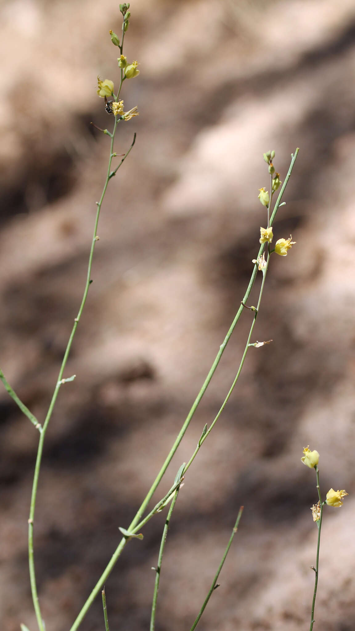 Image of Laguna Mountain jewelflower