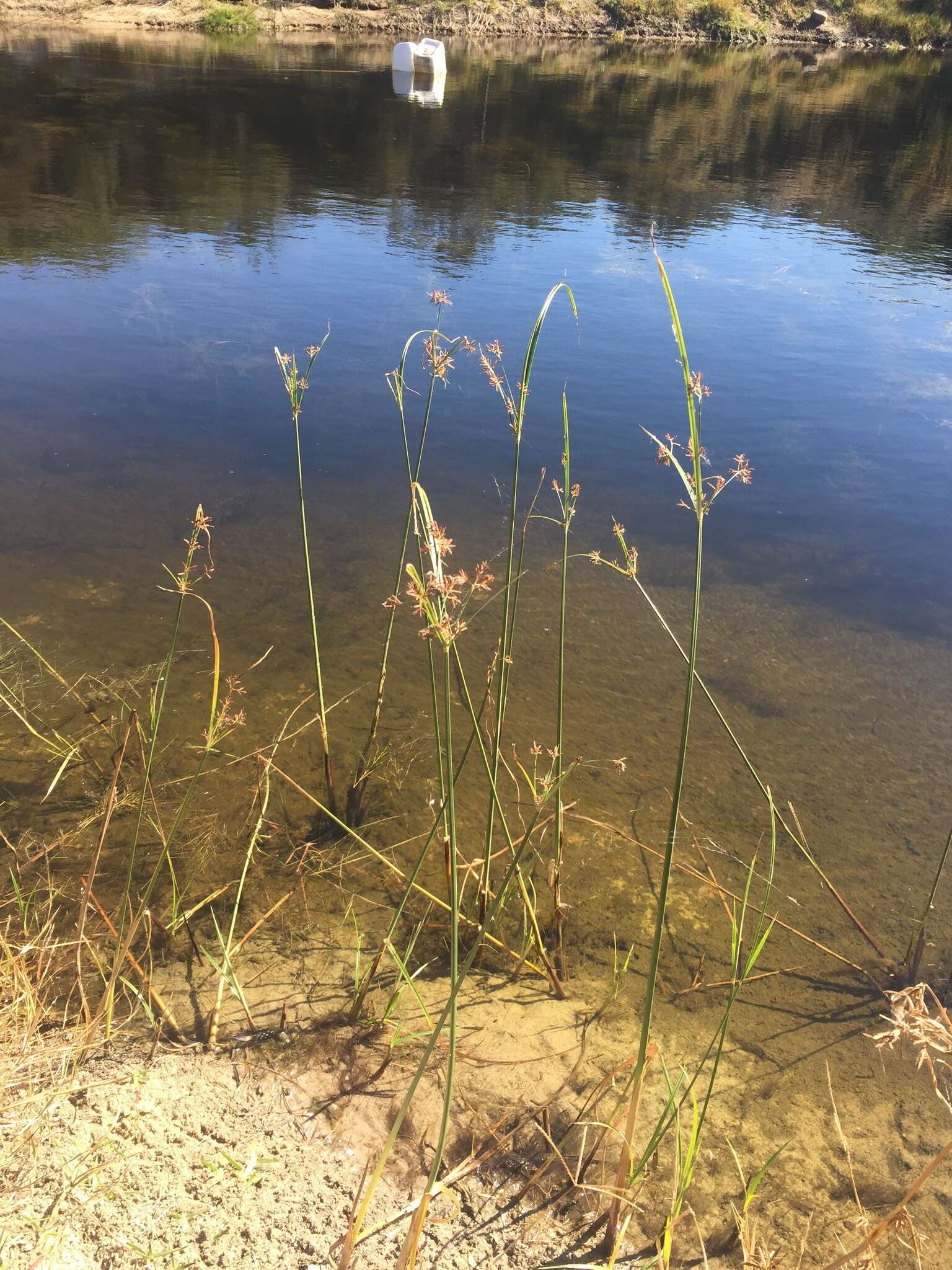 Imagem de Cyperus longus subsp. longus