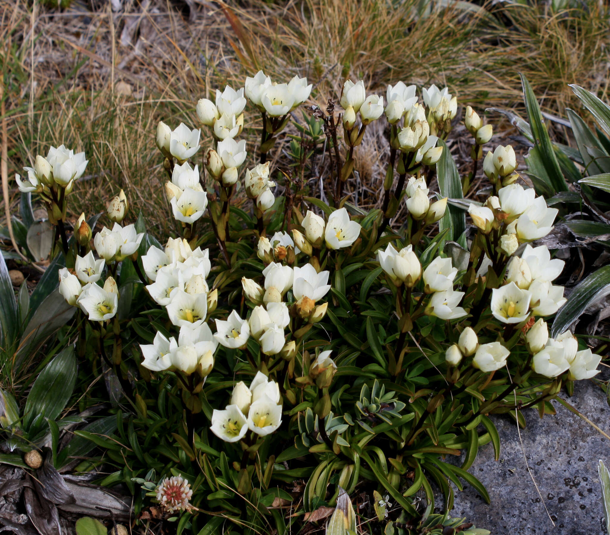 Gentianella angustifolia Glenny的圖片